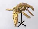 Mosasaur SKELETON Specimen Fossils Cretaceous Period in morocco 86.6" - Image 7