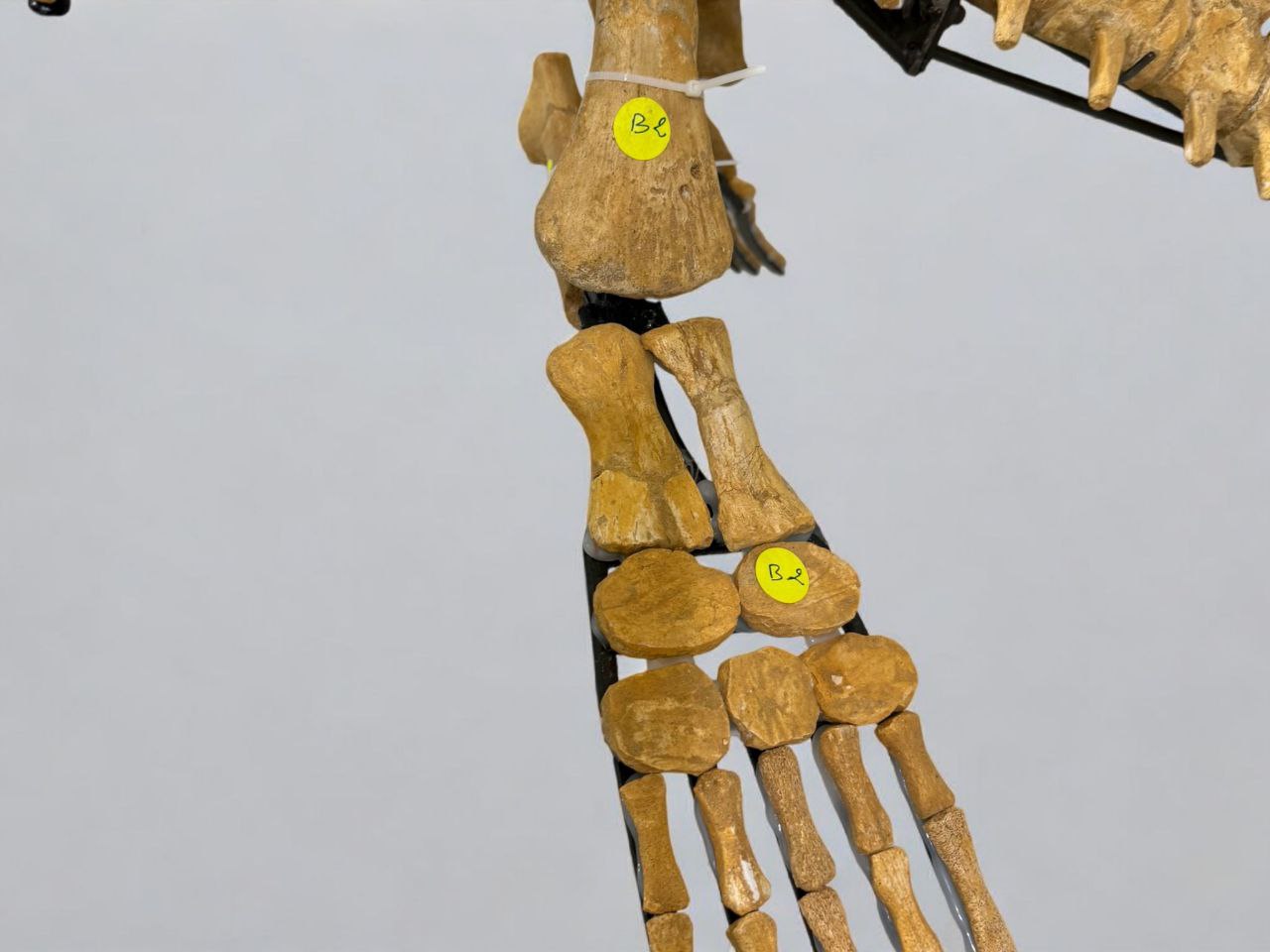 Mosasaur SKELETON Specimen Fossils Cretaceous Period in morocco 86.6" - Image 8