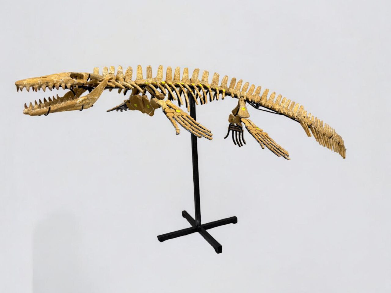 Mosasaur SKELETON Specimen Fossils Cretaceous Period in morocco 86.6" - Image 9