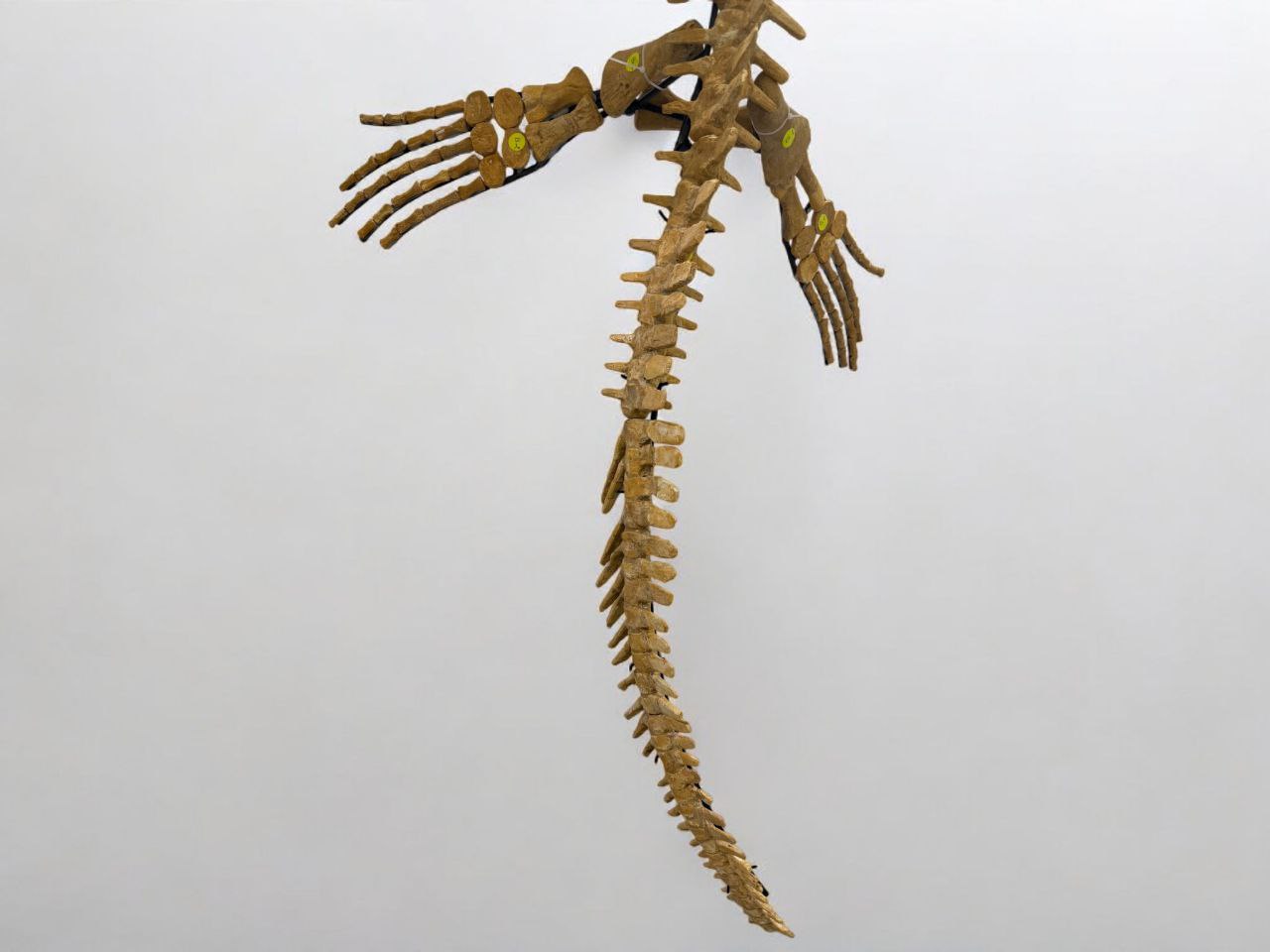 Mosasaur SKELETON Specimen Fossils Cretaceous Period in morocco 86.6" - Image 10