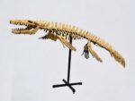 Mosasaur SKELETON Specimen Fossils Cretaceous Period in morocco 86.6" - Image 3