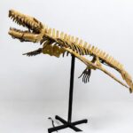 Mosasaur SKELETON Specimen Fossils Cretaceous Period in morocco 86.6"