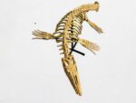 Mosasaur SKELETON Specimen Fossils Cretaceous Period in morocco 86.6" - Image 6
