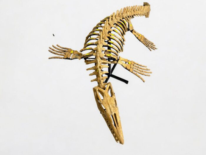 Mosasaur SKELETON Specimen Fossils Cretaceous Period in morocco 86.6" - Image 6
