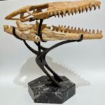 Mosasaur Skull fossil (60 cm) from Morocco Late Cretaceous specimen
