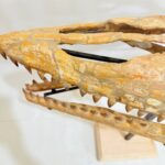 Mosasaur Skull fossil (60 cm) from Morocco Late Cretaceous specimen - Image 11