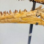 Mosasaur Skull fossil (60 cm) from Morocco Late Cretaceous specimen - Image 3