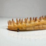 Mosasaur Skull fossil (60 cm) from Morocco Late Cretaceous specimen - Image 4