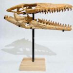 Mosasaur Skull fossil (60 cm) from Morocco Late Cretaceous specimen - Image 5