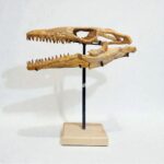 Mosasaur Skull fossil (60 cm) from Morocco Late Cretaceous specimen - Image 6