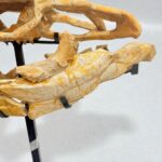 Mosasaur Skull fossil (60 cm) from Morocco Late Cretaceous specimen - Image 7