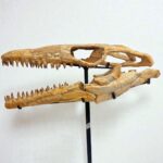 Mosasaur Skull fossil (60 cm) from Morocco Late Cretaceous specimen - Image 8
