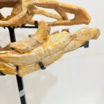 Mosasaur Skull fossil (60 cm) from Morocco Late Cretaceous specimen - Image 9