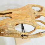 Mosasaur Skull fossil (60 cm) from Morocco Late Cretaceous specimen - Image 10