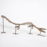Large Mosasaur Skeleton – Museum Quality Fossil | Authentic Paleontology Specimen - Image 2