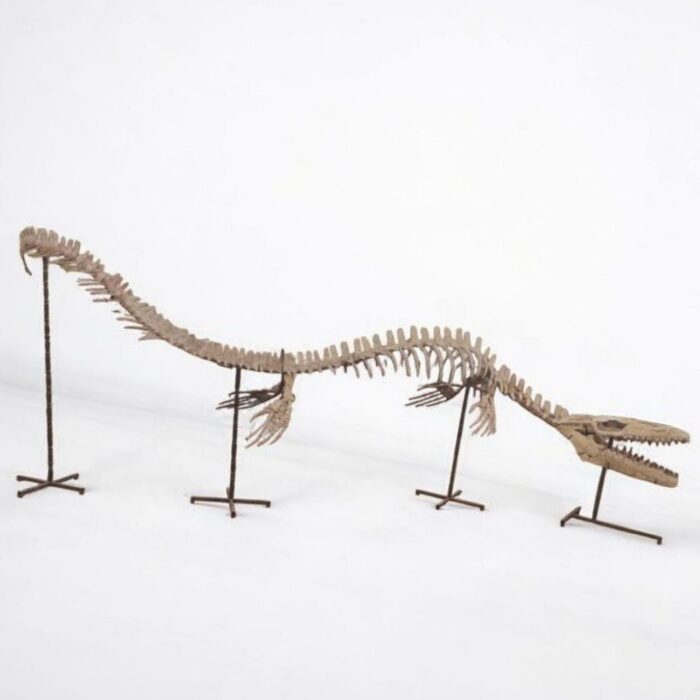 Large Mosasaur Skeleton – Museum Quality Fossil | Authentic Paleontology Specimen - Image 2