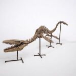 Large Mosasaur Skeleton – Museum Quality Fossil | Authentic Paleontology Specimen - Image 3