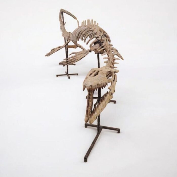 Large Mosasaur Skeleton – Museum Quality Fossil | Authentic Paleontology Specimen - Image 4