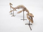 Large Mosasaur Skeleton – Museum Quality Fossil | Authentic Paleontology Specimen