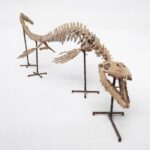 Large Mosasaur Skeleton – Museum Quality Fossil | Authentic Paleontology Specimen