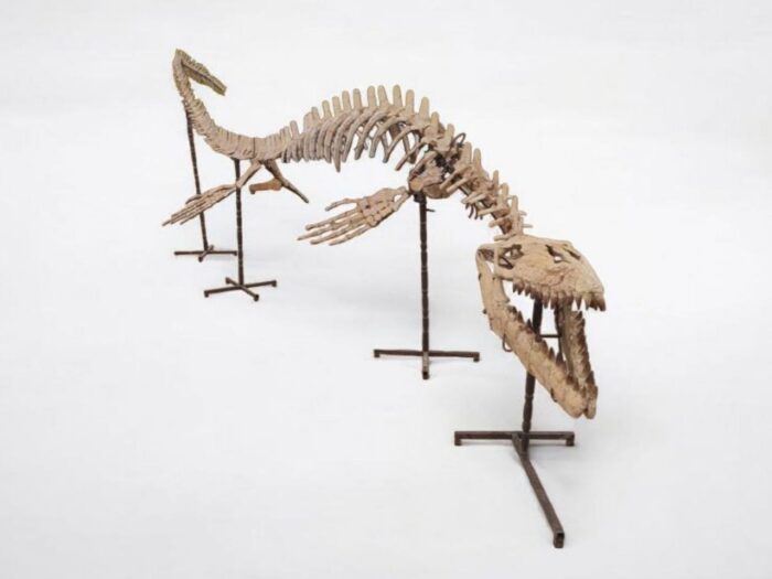 Large Mosasaur Skeleton – Museum Quality Fossil | Authentic Paleontology Specimen - Image 1