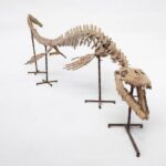 Large Mosasaur Skeleton – Museum Quality Fossil | Authentic Paleontology Specimen