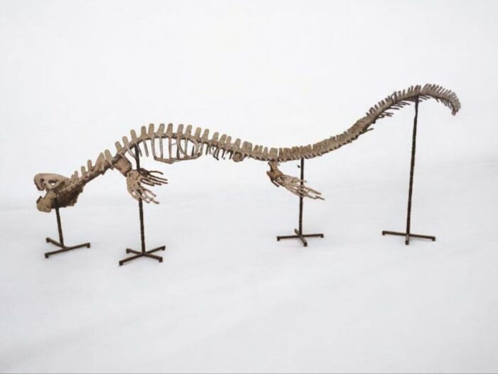 Large Mosasaur Skeleton – Museum Quality Fossil | Authentic Paleontology Specimen - Image 6