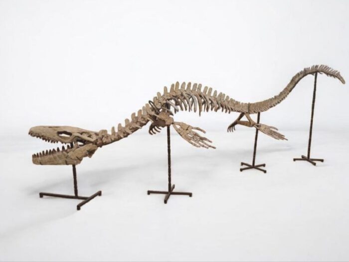 Large Mosasaur Skeleton – Museum Quality Fossil | Authentic Paleontology Specimen - Image 7
