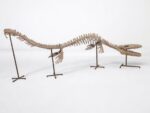 Large Mosasaur Skeleton – Museum Quality Fossil | Authentic Paleontology Specimen - Image 8