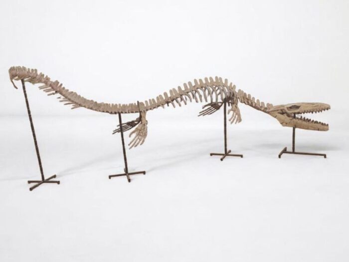 Large Mosasaur Skeleton – Museum Quality Fossil | Authentic Paleontology Specimen - Image 8