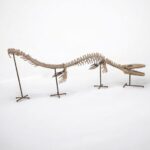 Large Mosasaur Skeleton – Museum Quality Fossil | Authentic Paleontology Specimen - Image 9