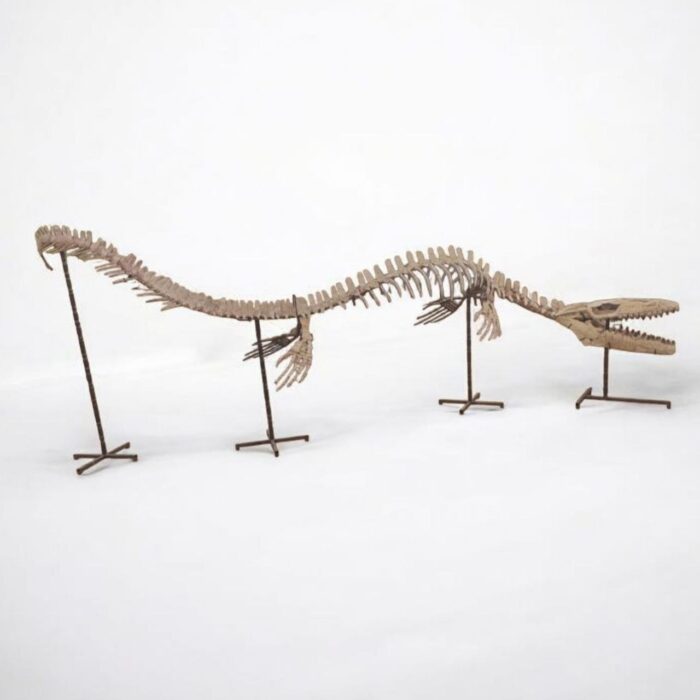 Large Mosasaur Skeleton – Museum Quality Fossil | Authentic Paleontology Specimen - Image 9