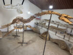 Zarafasaura oceanis – 5m plesiosaurus skeleton , museum-quality marine reptile - Image 2