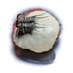 Koneprusia Trilobite Fossil – Rare Spiny Trilobite from Morocco - Image 6