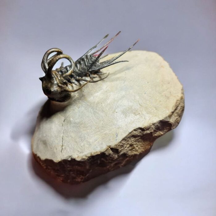 Koneprusia Trilobite Fossil – Rare Spiny Trilobite from Morocco - Image 3