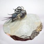 Koneprusia Trilobite Fossil – Rare Spiny Trilobite from Morocco - Image 4