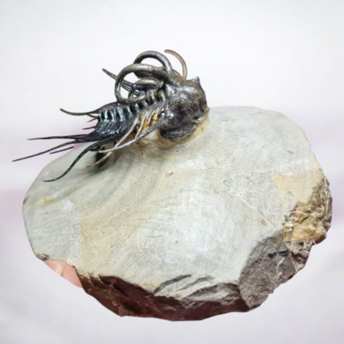 Koneprusia Trilobite Fossil – Rare Spiny Trilobite from Morocco - Image 4