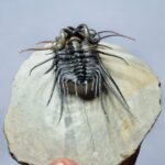 Koneprusia Trilobite Fossil – Rare Spiny Trilobite from Morocco - Image 5