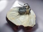 Koneprusia Trilobite Fossil – Rare Spiny Trilobite from Morocco - Image 9