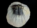 Koneprusia Trilobite Fossil – Rare Spiny Trilobite from Morocco - Image 7