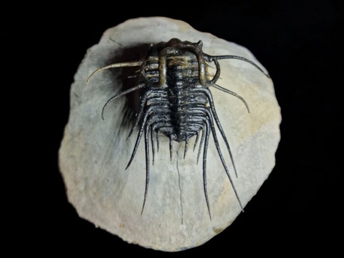 Koneprusia Trilobite Fossil – Rare Spiny Trilobite from Morocco - Image 7