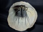 Koneprusia Trilobite Fossil – Rare Spiny Trilobite from Morocco