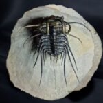 Koneprusia Trilobite Fossil – Rare Spiny Trilobite from Morocco
