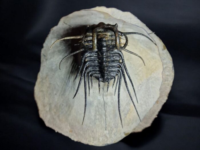 Koneprusia Trilobite Fossil – Rare Spiny Trilobite from Morocco - Image 1