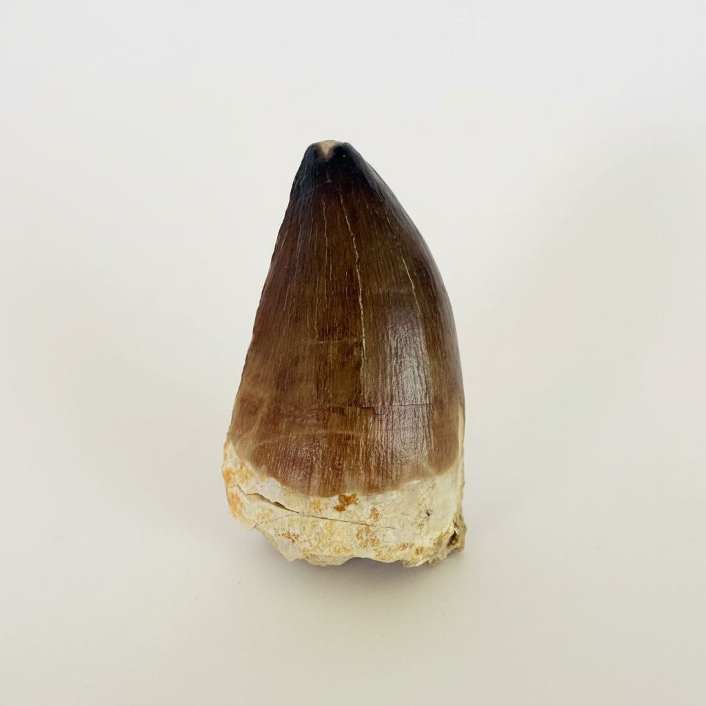 photo_2025-12-08_17-23-14 Mosasaurus Tooth Fossil from Morocco – Authentic Dinosaur Teeth & Marine Reptile - Image 1