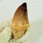 Large Mosasaur Tooth – Real Cretaceous Dinosaur Tooth Fossil - Image 2