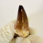 Mosasaurus Tooth Fossil from Morocco – Authentic Dinosaur Teeth & Marine Reptile - Image 2