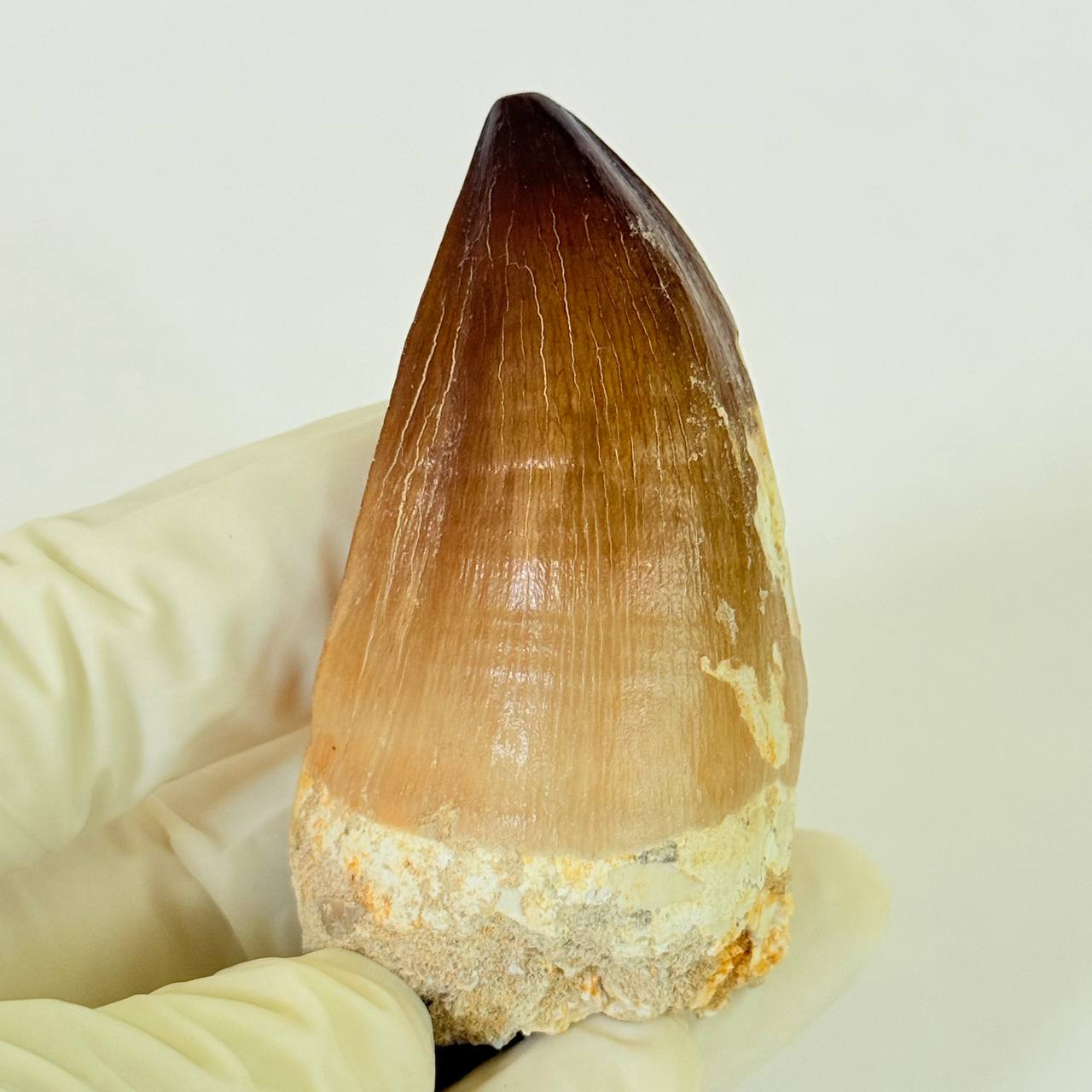 real mosasaur tooth fossil from Morocco (1) Authentic Mosasaurus Dinosaur Tooth – Late Cretaceous Marine Reptile Fossil - Image 2