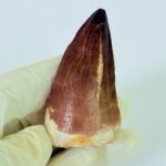 Museum-Grade Mosasaurus Tooth – Real Dinosaur Teeth Fossil from the Cretaceous Seas