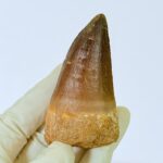 Genuine Mosasaur Tooth Fossil – Cretaceous Dinosaur Tooth from Ancient Marine Reptile - Image 2